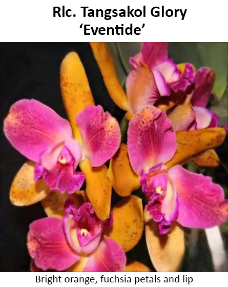 rlc-tangsakol-glory-eventide.jpg
