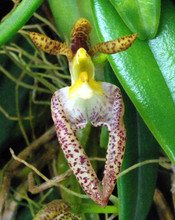 SP0019 Bulbophyllum lasiochilum