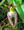 SP0019 Bulbophyllum lasiochilum