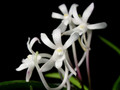 Vanda [Neof.] falcata 