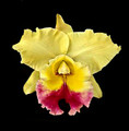 Rlc. Song Khwae Gold 'Cherry-Limon'
