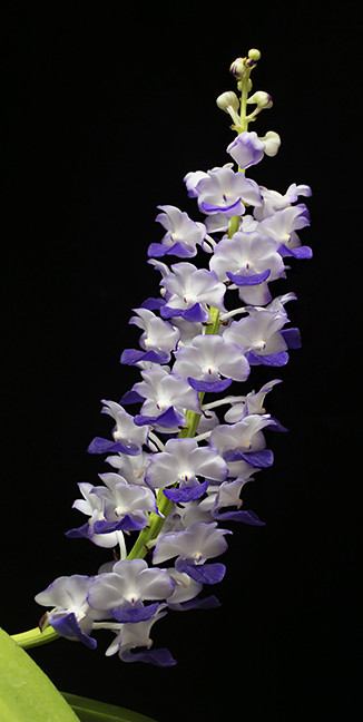 E.uhlii spp.coelestis 2 ウーリー コエレスティス Vanda [Rhy.] coelestis - RF Orchids Store