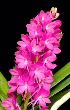 Vanda [Asctm.] ampullacea