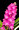 Vanda [Asctm.] ampullacea