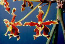 Paraphalanaenopsis labukensis
