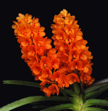 V. miniata
