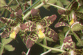 Ansellia africana 'Crownfox'