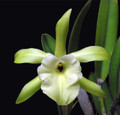 B. [Rlc.] glauca