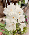 V. [Astm.] ampullaceum v. alba 'Fuchs Snow' CHM/AOS
