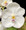 Vanda Muang Thong 'Mr. Sawat'