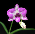 Dendrobium Enobi Pink 'Splash'