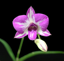 Dendrobium Enobi Pink 'Splash'