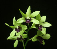 Dendrobium Green Way 'Lovely'