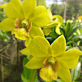 Dendrobium Pattaya Gold 'Yellow Bird'