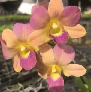 Dendrobium King Dragon S Pride Beauty Rf Orchids Store