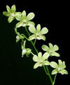 Dendrobium Burana Jade 'Variegated Green'