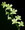 Dendrobium Burana Jade 'Variegated Green'