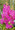 Vanda [Asctm] curvifolia 'Shocking Pink' f. franksmithiana Lg