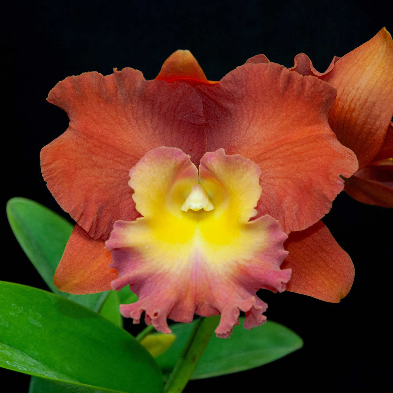 Rhyncholaeliocattleya Star of Siam 'Apricot Glow' - RF Orchids Store
