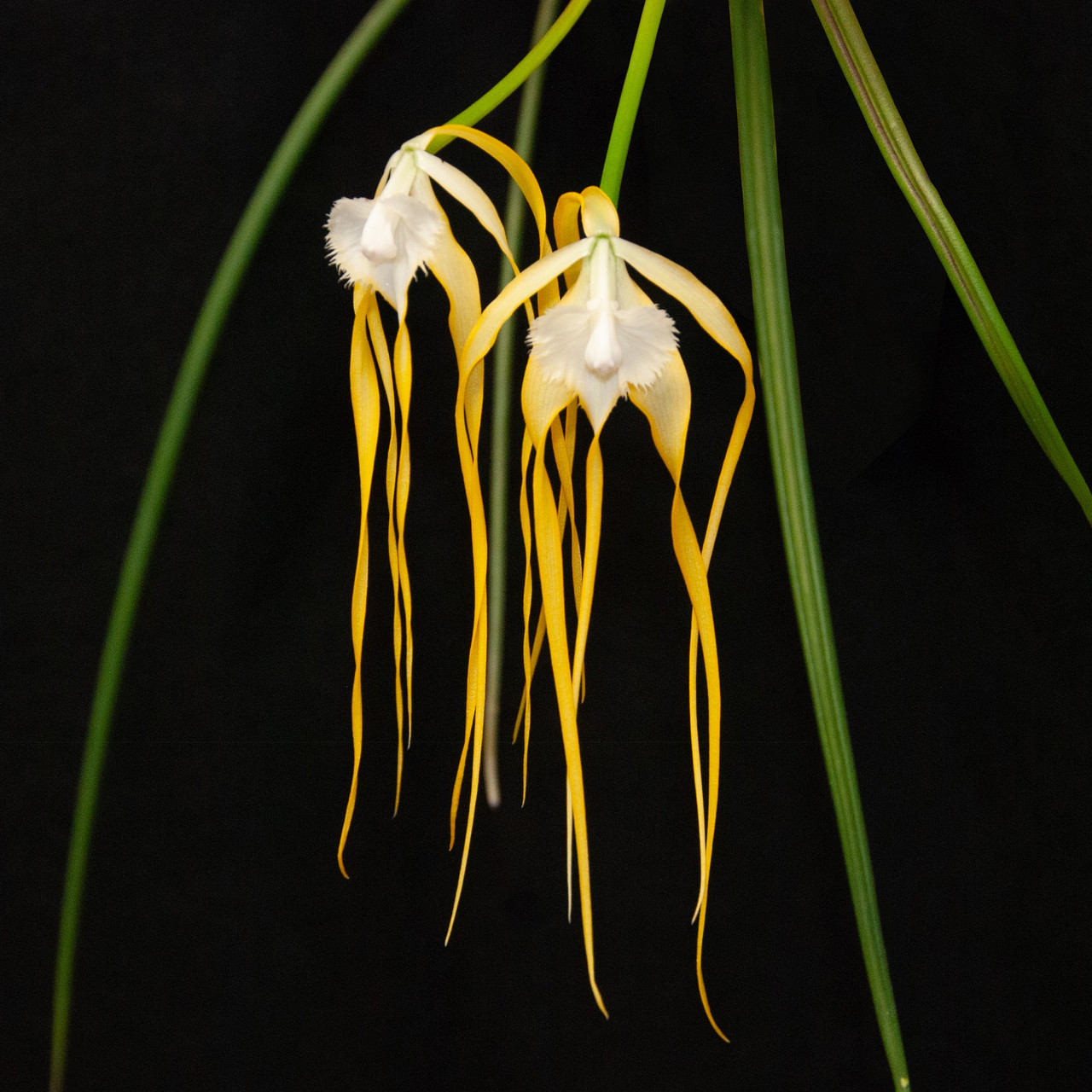 Brassavola Appendiculata - RF Orchids Store