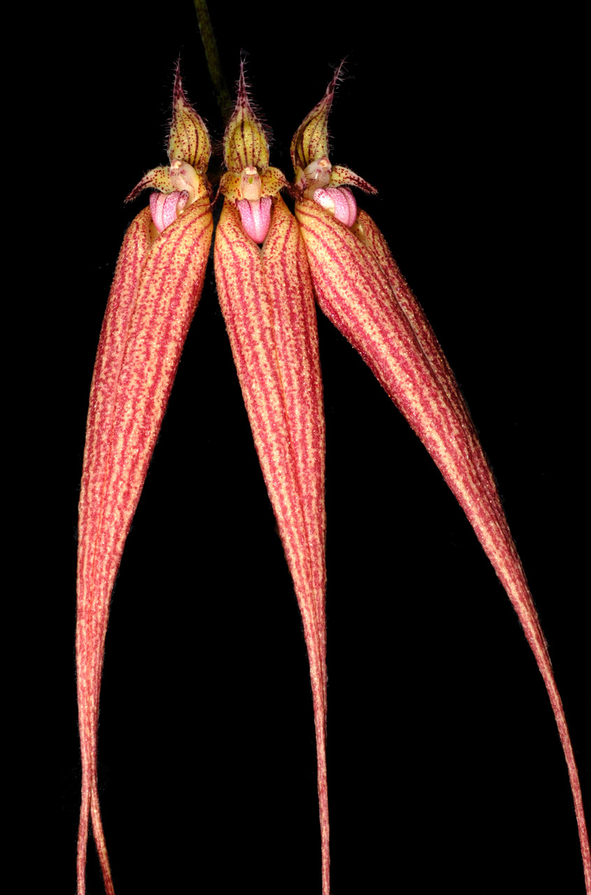 BULBU-BU 　あんず Bulb. Elizabeth Ann 'Buckleberry' FCC/AOS - RF Orchids Store