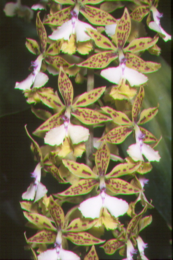 Epidendrum stamfordianum - RF Orchids Store