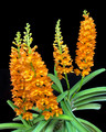 Vanda Ladda Gold