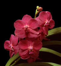 Vanda SW New Year Red 'Scarlet Beauty' AM/AOS