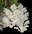 Dendrobium farmeri 'Hsinying" AM/AOS