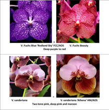 V. Fuchs Blue ‘Redland Sky’FCC/AOS  x  V. Fuchs Beauty                                              
(Deep purple to red)

V. sanderiana x V. sanderiana ‘Athena’ AM/AOS
(Two tone pink, deep pink and maroon)