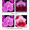 V. Fuchs Fuchsia ‘Hot Stuff’  AM/AOS x V. Crownfox Velvet ‘Shamwari’ AM/AOS
(Bright pink to fuchsia)

V. Fuchs Fuchsia ‘Hot Stuff’ AM/AOS x V. sanderiana ‘Robert’  AM/AOS                                                             
(Two-tone, bright pink with deep maroon markings)
