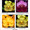 V. Crownfox Sun Mist x V. Crownfox Velvet ‘Shamwari’ AM/AOS
(Two-tone, pink to yellow with deep maroon markings)

V. Fuchs Gold ‘Crownfox’ HCC/AOS x V. Crownfox Sun Mist
(Brilliant yellow)

