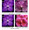 V. Fuchs Blue ‘Redland Sky’ FCC/AOS x V. Joanne Jones 'Crownfox' HCC/AOS
(Deep blue violet with deep markings)

V. Fuchs Blue ‘Redland Sky’ FCC/AOS x V. Adele Graham ‘Crownfox’ AM/AOS
(Deep violet to dark fuchsia)

