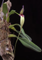 Bulbophyllum fascinator h.f. album