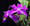 Cattleya violacea