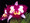 Rhyncholaeliocattleya Chinese Beauty 'Orchid Queen' 