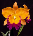 Rhyncholaeliocattleya Ploenpit Glory 'Sunshine'