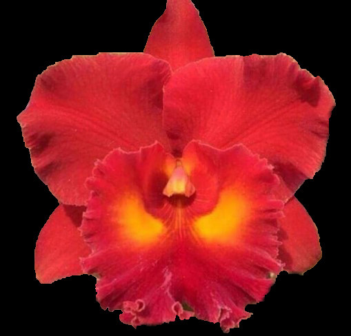 Rhyncholaeliocattleya Siam Red 'Christy' - RF Orchids Store