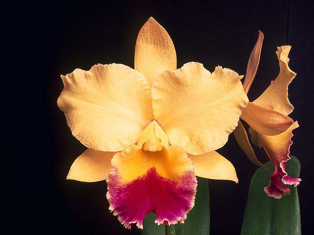 Rhyncattleanthe Niña de Primavera 'Crownfox Sunrise' FCC/AOS - RF
