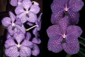  (V. Crownfox Sky ‘Blue Lace’ AM/AOS
x V. Fuchs Midnight ‘Crownfox’ AM/AOS)
Large tessellated indigo flowers