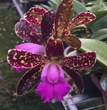 Cattley Black Jack 'Hedwig'