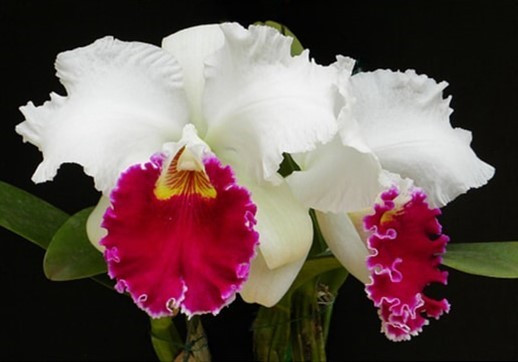 Cattleya Chian-Tzy Mildcompton 'K. W.' - RF Orchids Store