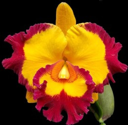 Rhyncholaeliocattleya Village Chief Rose 'Red Ruffle' - RF Orchids