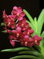 Vanda Jane Edgley 'Flama'