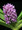 Rhynchostylis gigantea rose pink form