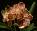 Vanda Jorge Diaz