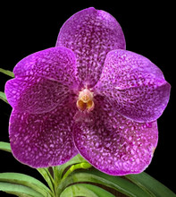 Vanda Julie Jordan