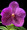 Vanda Julie Jordan
