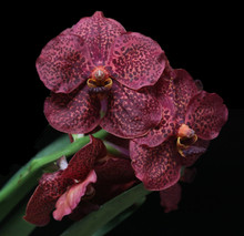 Vanda Benjamin Willner