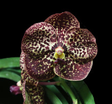 Vanda Razarudin Hussain 'Fire Leopard'